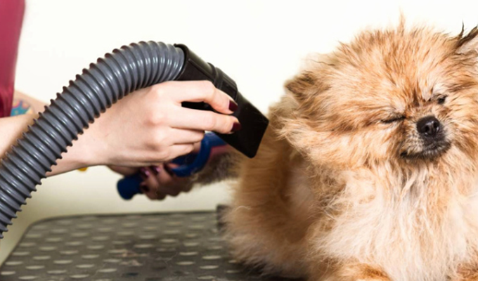 ClearSight PetCare Solutions Service Policy Overview